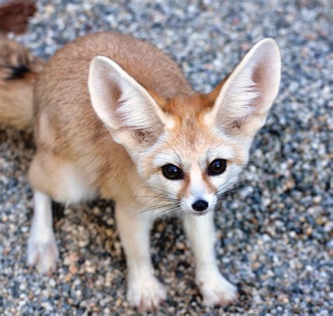Collection 97 Pictures Pictures Of A Fennec Fox Latest