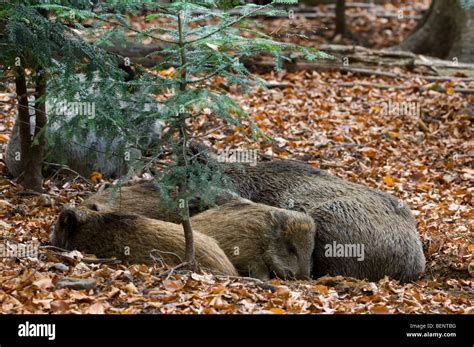 Wild Boars Sus Scrofa With Juveniles Sleeping In Leaf Litter In