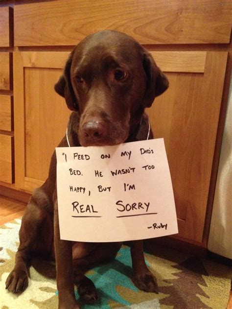 Ruby Is Real Sorry Funny Animal Faces Dog Shaming Animal Shaming