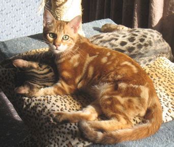 Sometimes pedigreed cats end up at the shelter after losing their home to an owner's death, divorce or change in economic situation. bengal cat help - Page 4 - Reptile Forums