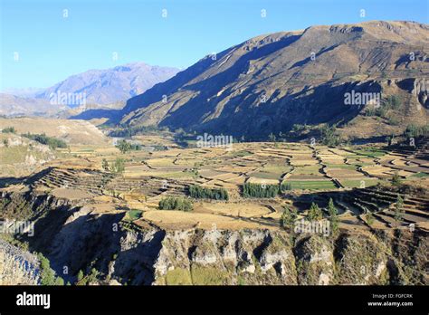 Incan Terraced Fields In Colca Valley Peru Stock Photo Alamy
