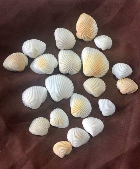 Seashells Crafting Seashells For Crafts Craft Shells Beach Etsy Sea