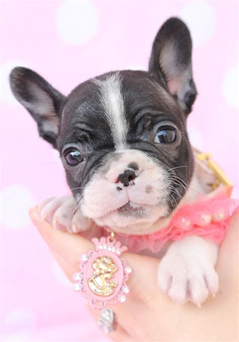 Petland florida has top quality puppies from the top 2% usda breeders available for purchase. French Bulldog Frenchie Puppies For Sale in South Florida ...