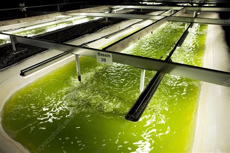 Microalgae Production For Biofuels Stock Image C0114025 Science