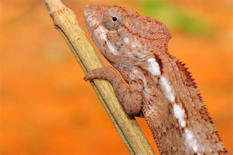Rainforest Lizards Photos And Info