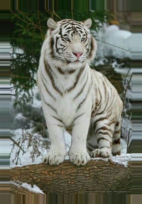 Majestic White Tiger Pet Tiger Tiger Pictures White Bengal Tiger