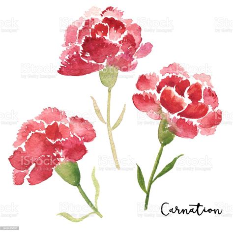 美しい花の画像: 最高カーネーション イラスト 水彩