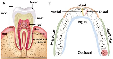 Tooth Surface Anatomy