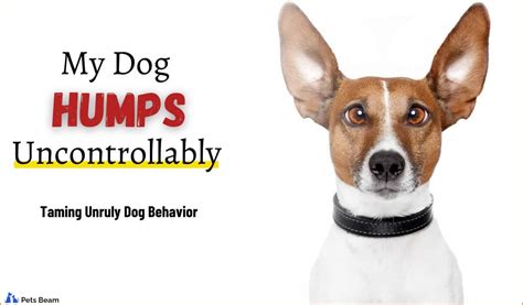 My Dog Humps Uncontrollably Taming Unruly Dog Behavior