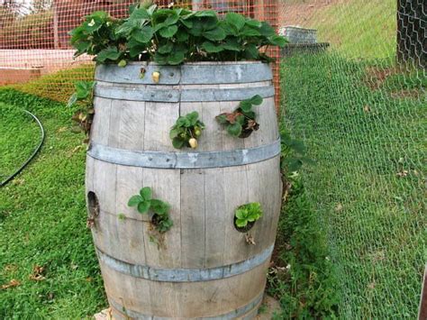 Strawberry Barrel Home Ideas Pinterest
