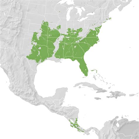 Chuck Wills Widow Range Map Pre Breeding Migration Ebird Status