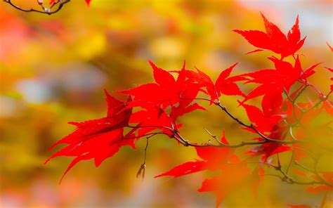 Online Crop Red Leafs Nature Hd Wallpaper Wallpaper Flare
