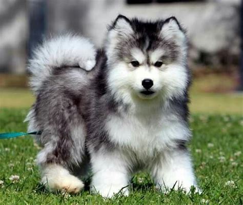 Mini Fluffy Mini Alaskan Malamute Puppy Pets Lovers