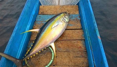 We did not find results for: Foto Ikan Tuna, Hasil Bidikan Dari Kamera Azus Zenfone 5