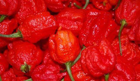 Worlds Hottest Pepper Is Grown In South Carolina The Blade