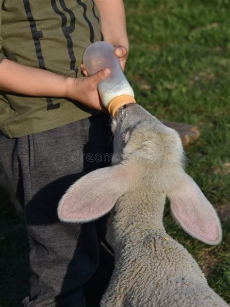 Boy Feeding A Baby Lamb Holding Bottle Milk Stock Image Image Of Farm