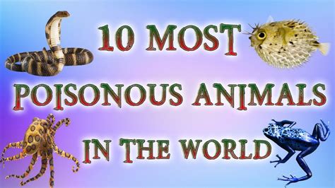 Top 118 10 Most Poisonous Animals
