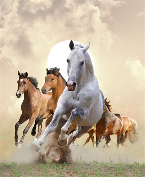 Desktop Wallpapers Horses Run Animals