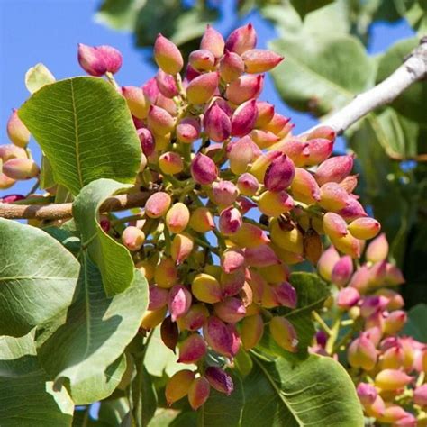 Beautiful Pistachio Tree Via Soilplantgarden Pistachio Tree My XXX