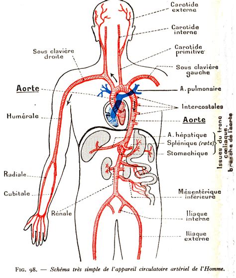 Pingl Par Joblon Sur Infirmiere Anatomie Du Corps Humain Anatomie