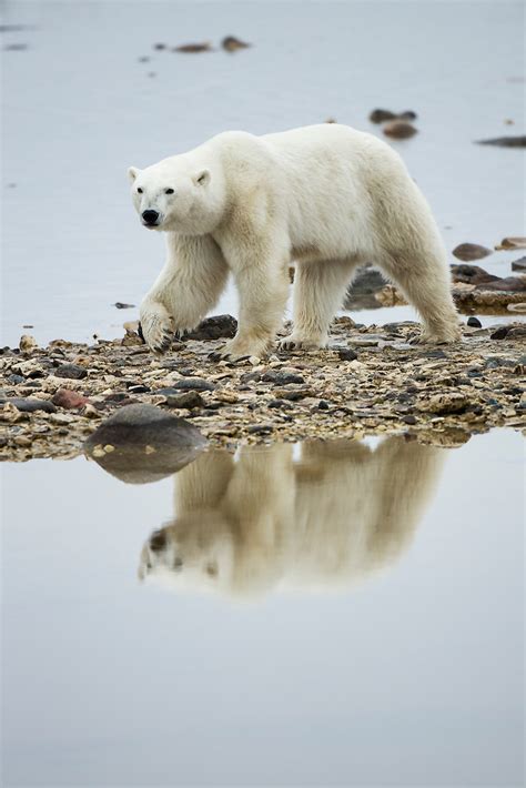 Polar Bear By Hudson Bay Manitoba Canada Paul Souders Worldfoto