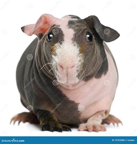 Hairless Guinea Pig Standing Royalty Free Stock Image Image 14763386