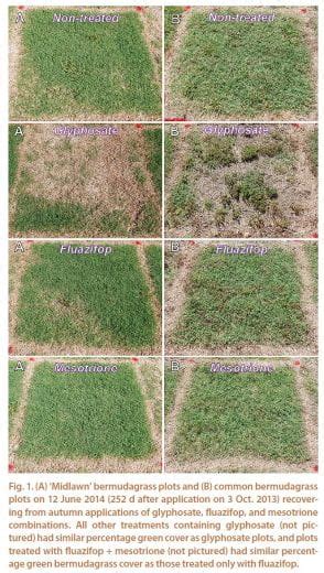 Bermudagrass Control K State Turf And Landscape Blog