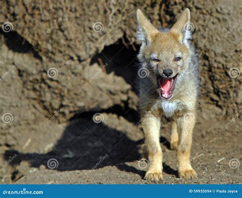 A Baby Jackal Cub Yawning Stock Photo Image Of Cute 59935094