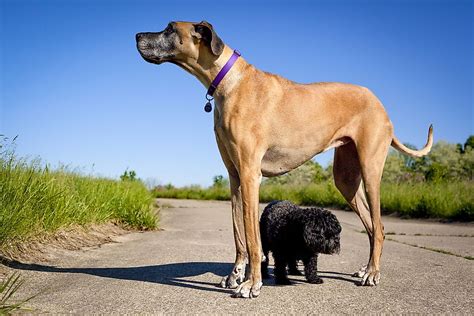 What Are Giant Dog Breeds