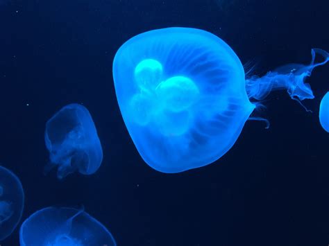 Free Images Jellyfish Invertebrate Cnidaria Organism Marine