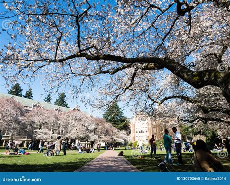 Cherry Blossoms At University Campus In Seattle Editorial Image Image