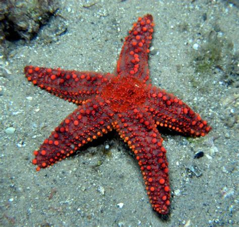 Starfish The Granular Seastar Uniophora Granifera Lives On Rocky