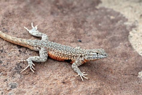45 Texas Lizards That Are Native To The Lone Star State