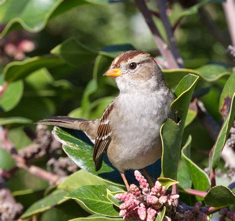 White Crowned Sparrow San Diego Bird Spot