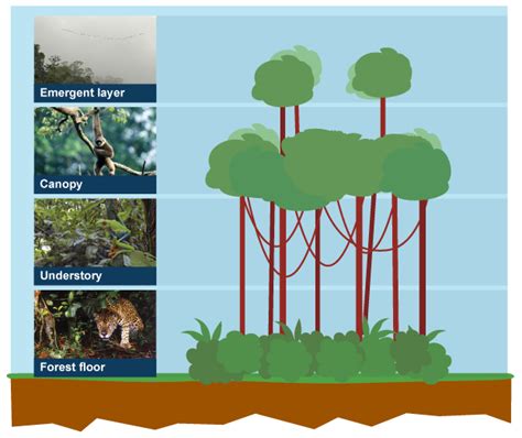 Ks3 Geography Tropical Rainforest Biomes Revision 1 Rainforest