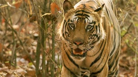 Bbc Two Our Wild Adventures Series 1 Land Of The Tiger