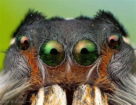 How Many Eyes Do Spiders Have Smore Science Magazine