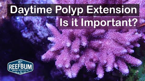 How Important Is Daytime Polyp Extension For Sps Rappin With Reefbum