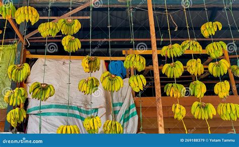 Bananas Being Sold At The Manokwari Wasi Market West Papua Stock Image