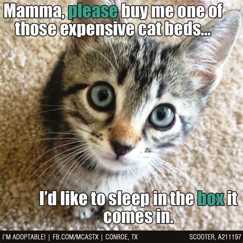 47 Best Images About Cute Kitten Memes On Pinterest Cats