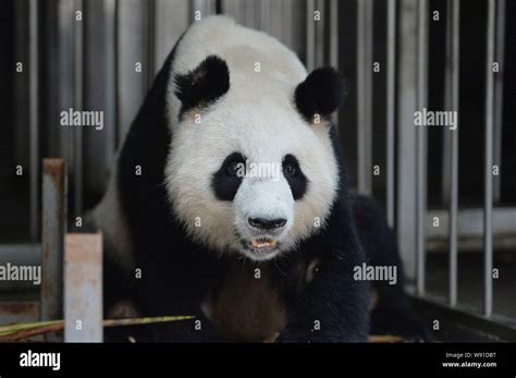 Female Giant Panda Jiaozi Looks On As She Eats Bamboo Shoots At The