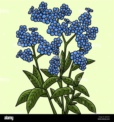Forget Me Not Flower Colored Cartoon Illustration Stock Vector Image