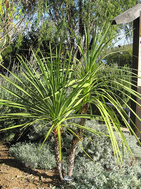 Free hot breakfast in the morning, free cold beverages in the evening, free. Curve-leaf Yucca (Yucca recurvifolia) in Lafayette ...