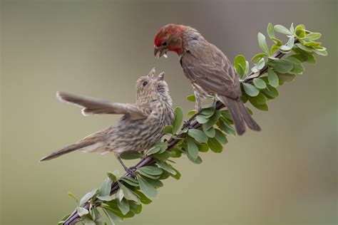 House Finches and House Sparrows | Celebrate Urban Birds