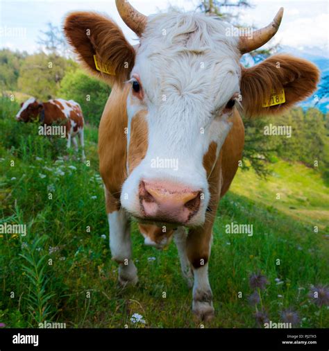 Brown Swiss Cow Switzerland Mountainside Stock Photo Alamy