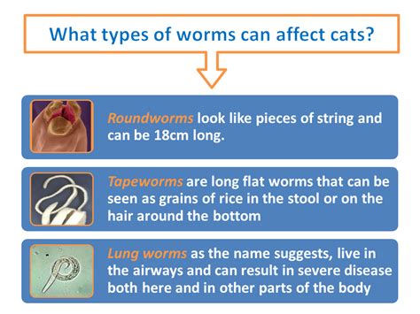 Know Your Cat Worms Cat Worms Cats Types Of Worms