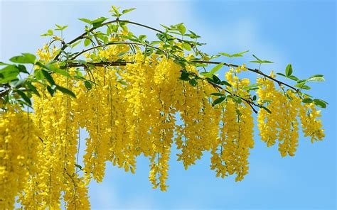 Acacia Amarilla árbol Verano Flor Cielo Flores Fondo De Pantalla