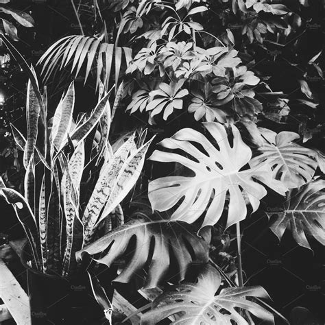 Black And White Tropical Plants Black And White
