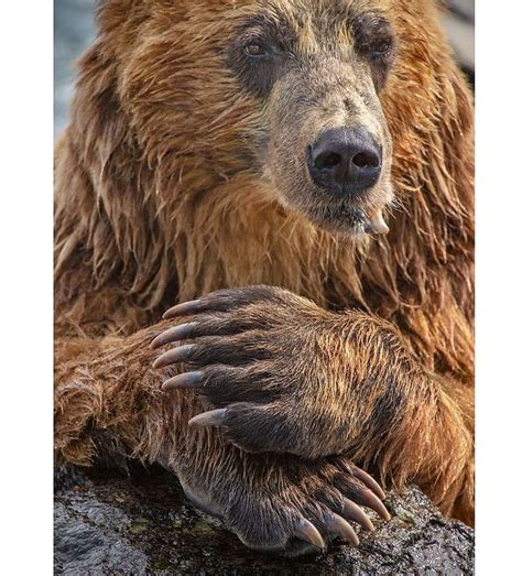 Kamchatka Brown Bear The Kamchatka Peninsula Really Is The Most