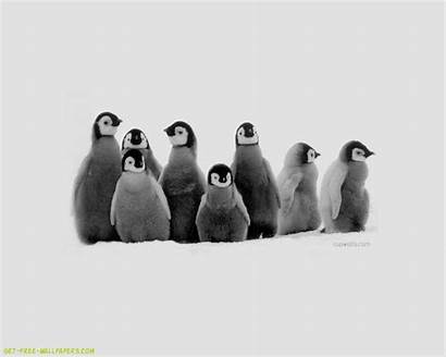 Penguin Wallpapers Desktop Penguins Background Backgrounds Phone